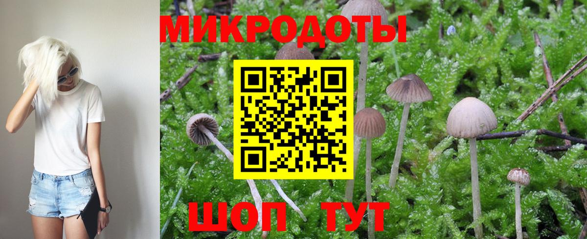 Галлюциногенные грибы Psilocybe  Великий Устюг 